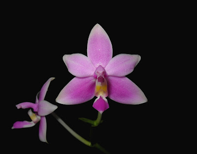 Phalaenopsis mentawaiensis - The Mentawai Islands Phalaenopsis care and culture