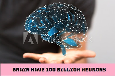 Human Brain Facts in Hindi