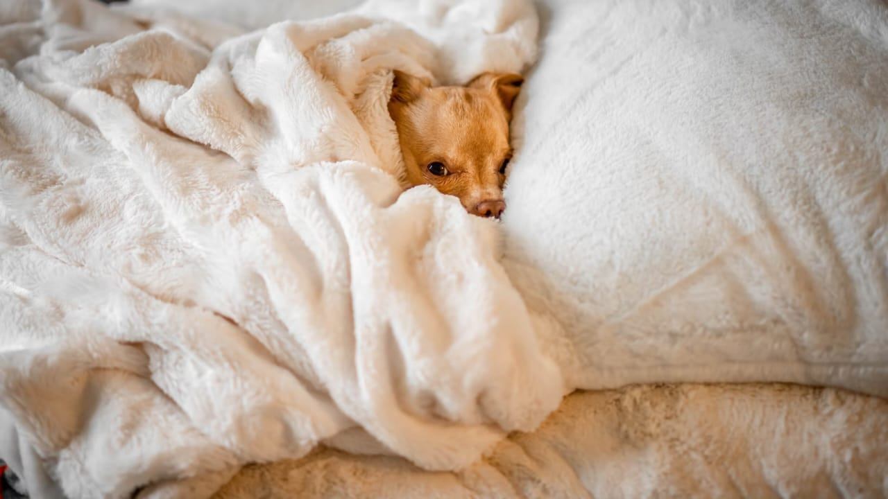 Tricks to Keeping Your Dog's Bed Clean