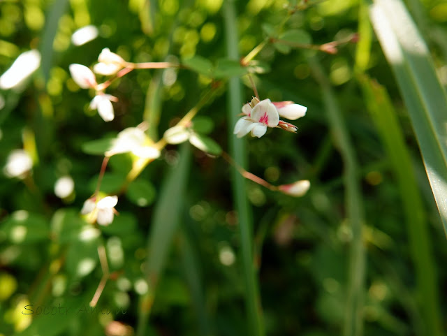 Lespedeza virgata