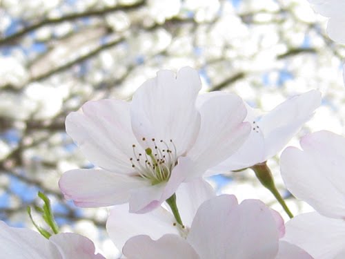 Yoshino Cherry blossoms with