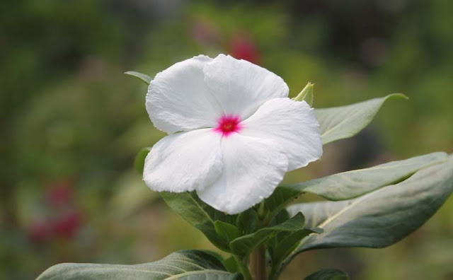 Vinca Flowers Pictures