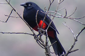 turpial de vientre rojo Hypopyrrhus pyrohypogaster Colombia extinta