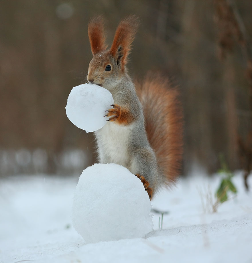Russian Photographer Captures The Cutest Squirrel Photo 