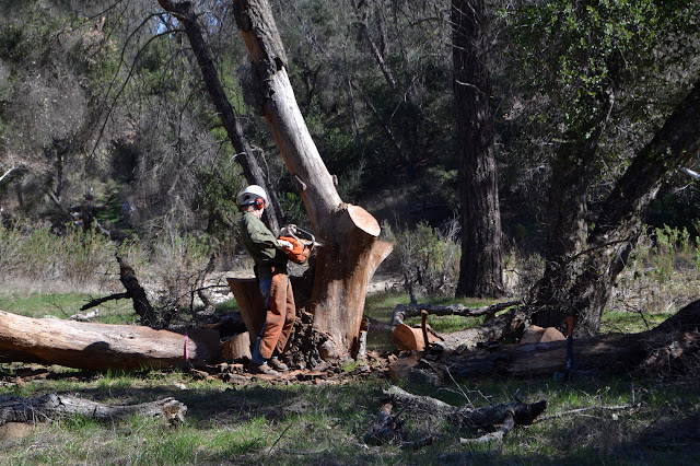 carefully carving the tree with a huge chain saw