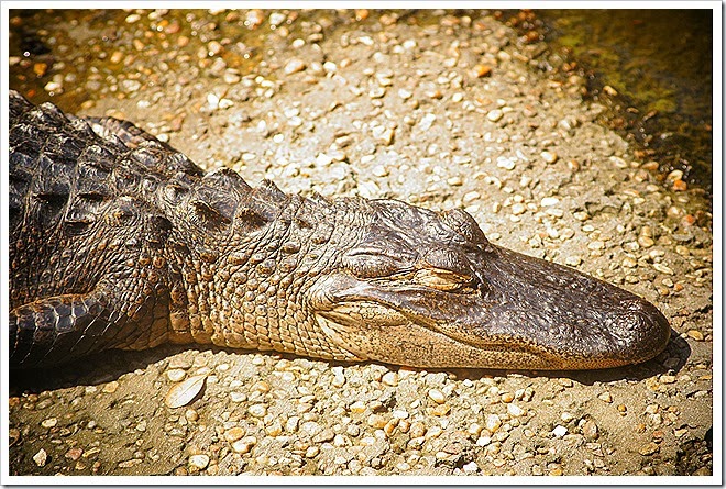 public-domain-pictures-alligator-1 (295)