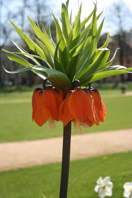 hoa vương miện hoàng đế Fritillaria imperialis (còn có tên là vương miện của Kaiser)