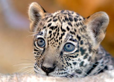 Jaguar on Turismo Naturaleza Y Aventura Campeche  Cachorro De Jaguar