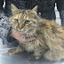 Σύλλογος Φίλων Ζώων Αριδαίας "Η Ελπίδα"  - Βρέθηκε γάτος