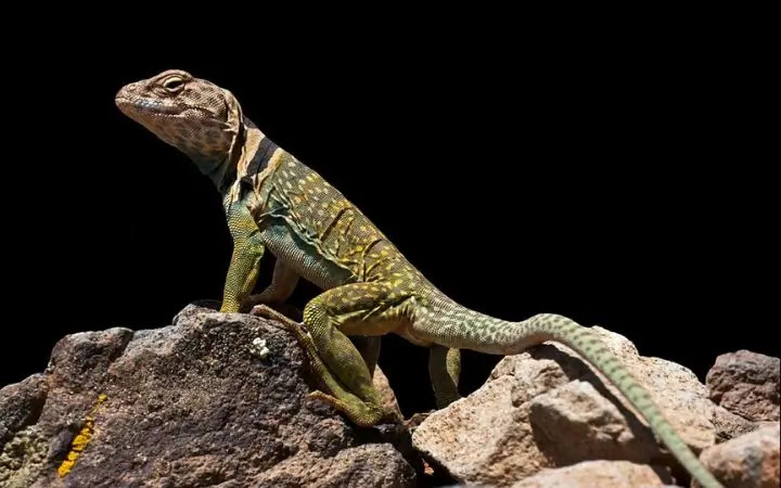 The 11 Cutest Lizards in the World