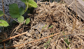 He moved, and I found him again while mowing