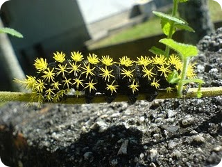 Foto Ulat