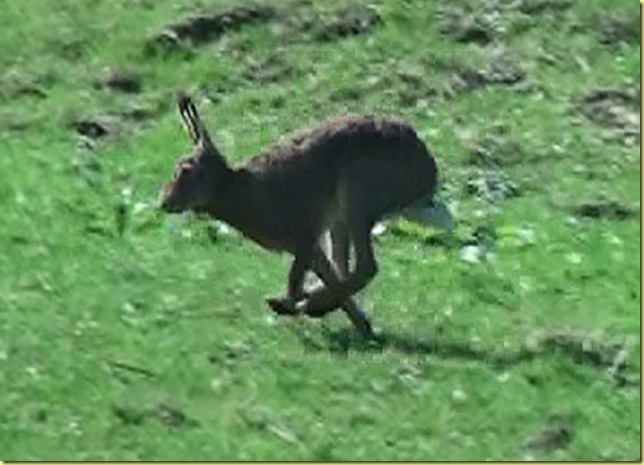 hase