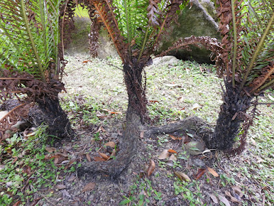 Rhizome of Dwarf tree fern