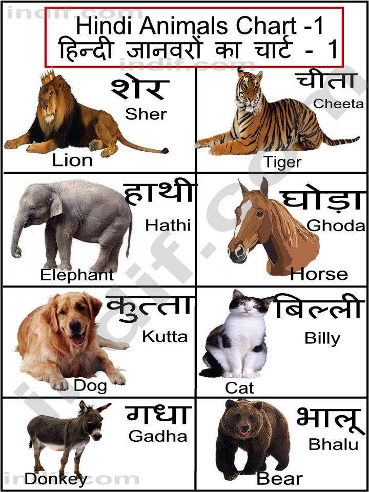 Animals Name in Hindi and English With Photo - study ...