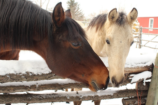 Brown and white horse by snowy rail fence