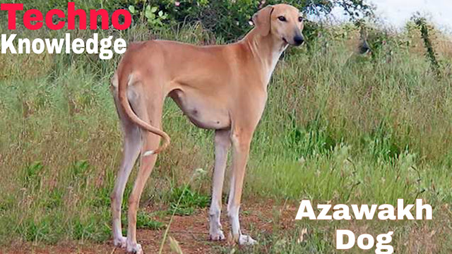 Duniya ke sabse mahange kutte azawakh Dog