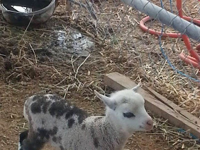 [dernier] bébé mouton mignon 177839