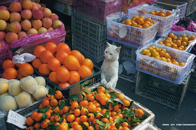 gato eligiendo fruta de pie en el mercado