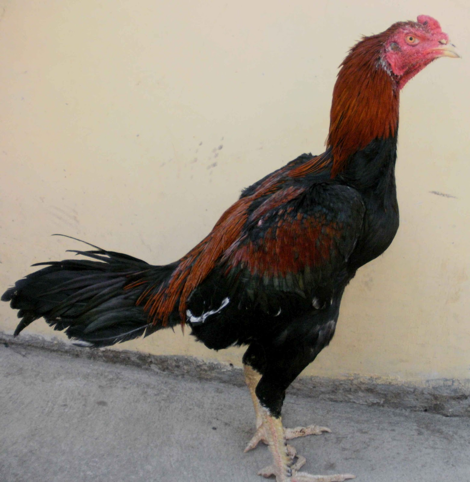 Ternak Ayam Bangkok  Berkwalitas Dari Pacekan F1 Sifat 
