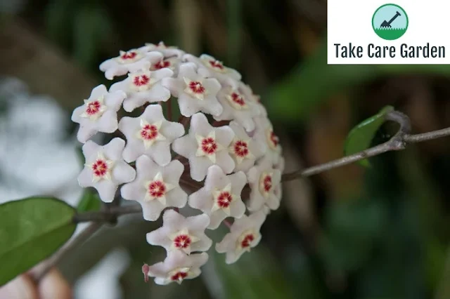 A beleza da Flor de Cera: uma trepadeira ornamental encantadora