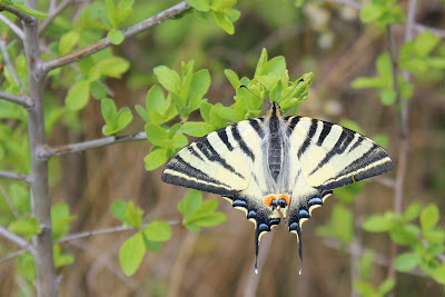 Koningspage - - Iphiclides podalirius