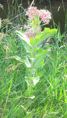 showy milkweed, Asclepias speciosa