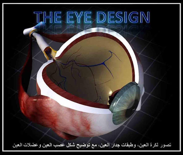 الفن والثقافة / تصميم العين