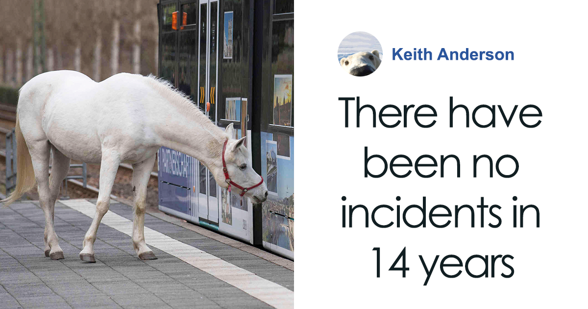 Horse Goes On A Daily Walk Alone For 14 Years, And People Offer Pets And Treats To Her