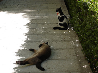 Her Ladyship and Missy scaring the birds