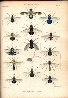 Histoire naturelle des insectes. Dipteres