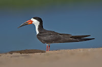 Black Skimmer – Brazil – July 2015 – photo by Andreas Trepte