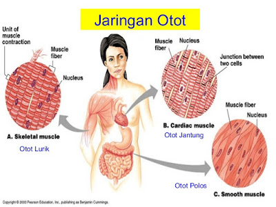 Otot Manusia Pengertian Karakteristik Fungsi Jenis dan 