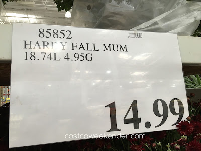 Costco 85852 - Deal for a Hardy Fall Mum at Costco