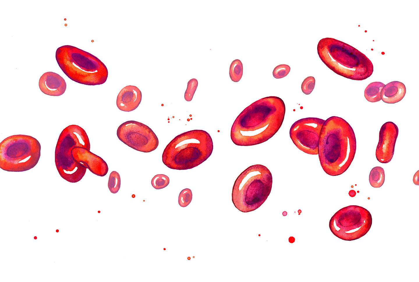 Amy Holliday Illustration : Red Blood Cells // Watercolour Somatic Cells