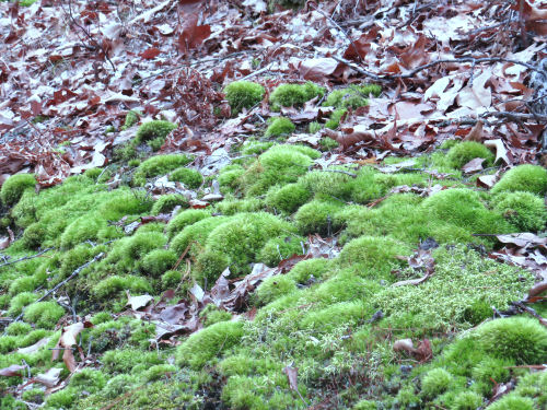 green moss