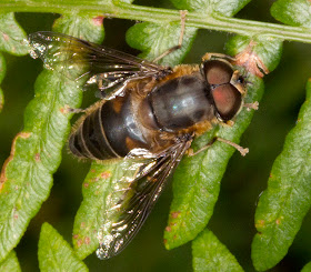 Hoverfly, Drone-Fly, Eristalis pertinax.  Lullingstone Country Park, 14 October 2011.