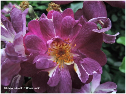 La variedad de flores de tonos rosados es muy amplia - Chacra Educativa Santa Lucía