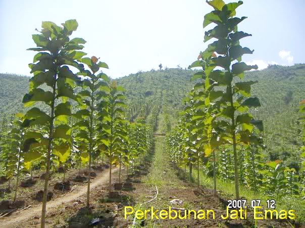 KAYU JATI POHON JATI KEBUN JATI Spesifikasi Pohon Jati Emas