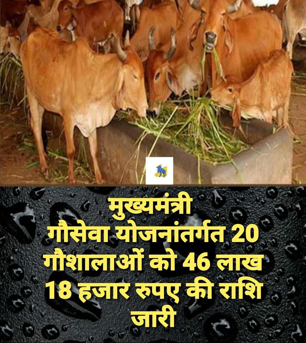 जिले में मुख्यमंत्री गौसेवा योजनांतर्गत संचालित 15 गौशालाओं को गौवंश के भरण-पोषण के लिए मध्यप्रदेश गौपालन एवं पशु संवर्धन बोर्ड से प्राप्त राशि 21 लाख 60 हजार रुपए एवं 05 निजी गौशालाओं को 24 लाख 58 हजार रुपए इस प्रकार कुल 46 लाख 18 हजार रुपए की राशि चार माह के लिए भूसे-चारे के लिए जारी की गई है।   कलेक्टर एवं पदेन अध्यक्ष गौपालन एवं गौ संवर्धन समिति नर्मदापुरम नीरज कुमार सिंह द्वारा निर्देशित किया गया है कि गौशालाओं का संचालन निर्धारित मानक, मापदंडो के मुताबिक हो। सक्षम अधिकारी गौशालाओं का नियमित भ्रमण करें, साथ ही गौशालाओं में साफ-सफाई का ध्यान रखा जाए।   अधिकारीगण विकासखंड स्थित गौशालाओं का नियमित भ्रमण करें, पुलिस द्वारा गौवंश पकड़े जाने वाले स्थान पर संबंधित विकासखंड के पशु चिकित्सक तत्काल मौके पर पहुँचकर आवश्यक कार्यवाही करें तथा तत्संबंध में सूचना अपने वरिष्ठ अधिकारी को भेजना सुनिश्चित करें।  उप संचालक पशु चिकित्सा सेवाएं डॉ. संजय अग्रवाल ने उक्त जानकारी देते हुए बताया है कि इसमें विकासखंड नर्मदापुरम की गौशाला नंदनी गौशाला रंढाल के लिए 2 लाख 32 हजार 848, श्री ग्वालबाबा गौशाला बाईखेड़ी के लिए 1 लाख 66 हजार 320 रूपए, विकासखंड बाबई स्थित जाबली गौशाला जाबली के लिए 2 लाख 32 हजार 848 रूपए, सांगाखेड़ाकला गौशाला के लिए 1 लाख 99 हजार 480 रूपए, विकासखंड सोहागपुर स्थित गौशाला गौपाल कृष्ण गौशाला जिजवाड़ा के लिए 71 हजार 280 रूपए, नंदनी गौशाला सोहागपुर सिटियागौहना कें लिए 73 हजार 656 रूपए, श्रीकृष्णा-कृष्णा गौशाला समिति शोभापुर के लिए 2 लाख 35 हजार 224 रूपए, विकासखंड पिपरिया स्थित श्रीकृष्णा गौशाला समिति हथबास के लिए 1 लाख 25 हजार 928 रूपए , श्रीकृष्ण गौशाला समिति बांसखेड़ा  के लिए 40 हजार 768 रूपए,  विकासखंड बनखेड़ी स्थित उमरधा गौशाला के लिए 31 हजार 200 रूपए, बाचावानी गौशाला के लिए 90 हजार 288 रूपए, विकासखंड सिवनीमालवा स्थित भीलटदेव गौशाला समिति नीमनपुर के लिए 2 लाख 44 हजार रूपए, देवकीनंदन गौशाला समिति अमलाड़ाकलां के लिए 2 लाख 32 हजार 848 रूपए, विकासखंड केसला अंतर्गत केसला गौशाला समिति केसला के लिए 36 हजार  रूपए, जमानी गौशाला समिति जमानी के लिए 1 लाख 47 हजार 312 रूपए एवं जिले में संचालित 5 निजी गौशालाओं को चार माह के लिए विकासखंड पिपरिया अंतर्गत श्रीसदगुरू कृपा गौशाला बारीदेवी पिपरिया के लिए 5 लाख 37 हजार 500 रूपए, विकासखंड बनखेड़ी अंतर्गत भाऊसाहब स्मृति लोक न्यास गोविंद नगर गौशाला पलिया पिपरिया के लिए 2 लाख 55 हजार रूपए, विकासखंड नर्मदापुरम स्थित महर्षी दयानंद गौरक्षणी सभा आर्ष गुरूकुल गौशाला के लिए 1 लाख 32 हजार 500  रूपए, विकासखंड माखनगन स्थित भगवान बलराम गौसदन एवं शौध संस्थान गौशाला खैरीदीवान के लिए 1 लाख 55 हजार रूपए, विकासखंड सिवनीमालवा अंतर्गत आचार्य विद्यासागर दयोदय गौशाला भादूगांव के लिए 13 लाख 78 हजार  रूपए इस तरह कुल 24 लाख 58 हजार  रूपए का वितरण कलेक्टर एवं पदेन अध्यक्ष गौपालन एवं गौसंवर्धन समिति नर्मदापुरम नीरज कुमार सिंह द्वारा किया गया है।  #suradailynews