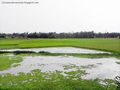 indian paddy field, life of villagers