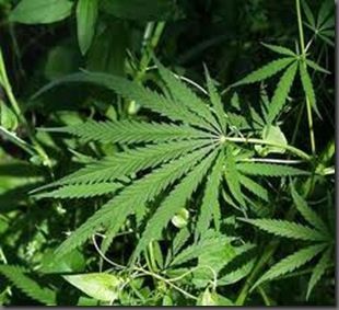 weed