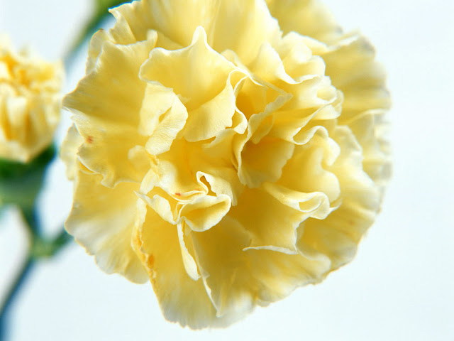 Single Yellow Carnation Flower Wallpaper