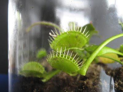 Venus Fly Trap