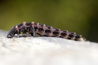 Para ampliar Nyctophila reichii (Luciérnaga mediterránea) larva hacer clic