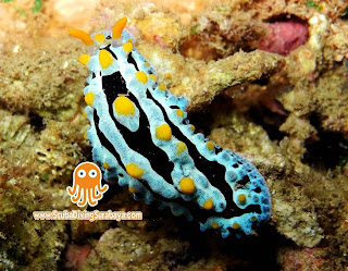 Nudibranch Pasir Putih Situbondo