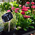 Marché aux Fleurs