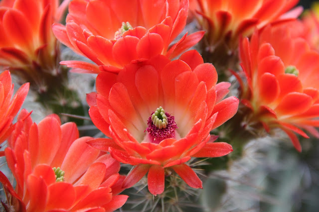 Claret Cup Cactus