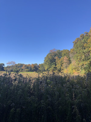 A view of a field that sits right outside the exit to the wooded part of the park.