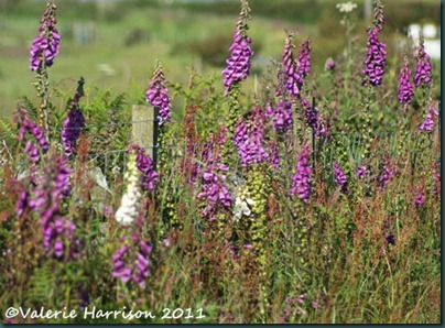 foxgloves